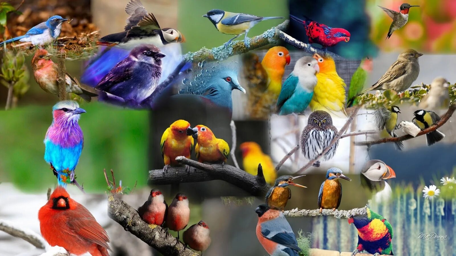 Как поют много птиц. Птицы. Разные птицы. Много птиц. Разноцветные птички.