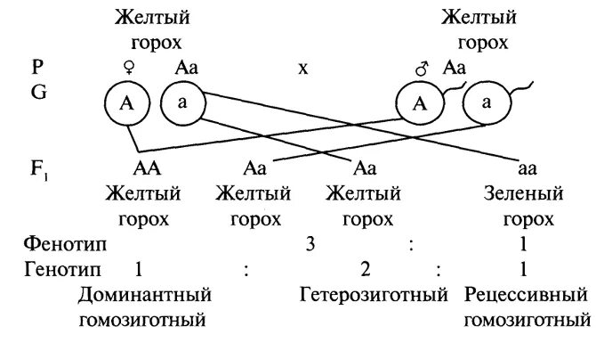 Символ рецессивного гена