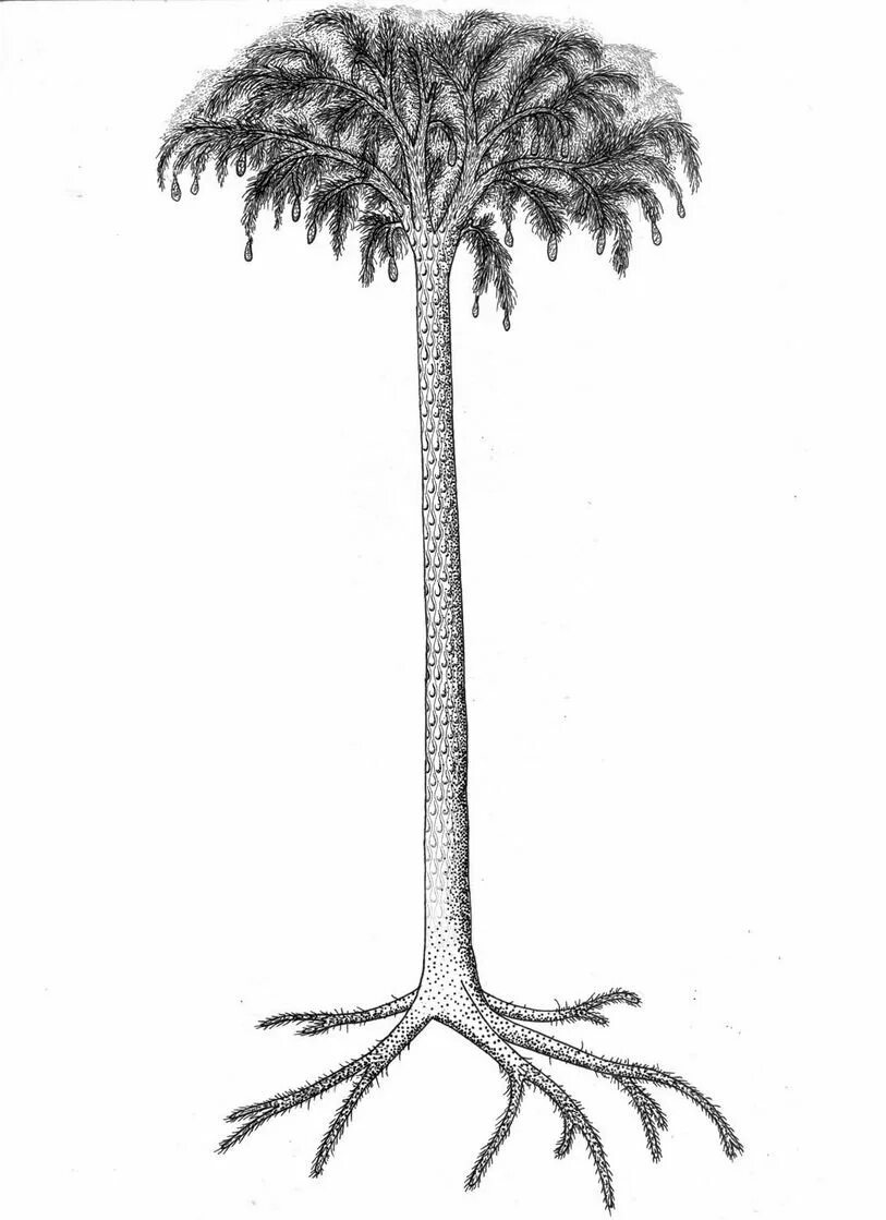 Гигантские плауны. Плаун лепидодендрон. Лепидодендрон палеозой. Лепидодендроны-ЧЕШУЕДРЕВЫ. Лепидодендрон Эра.