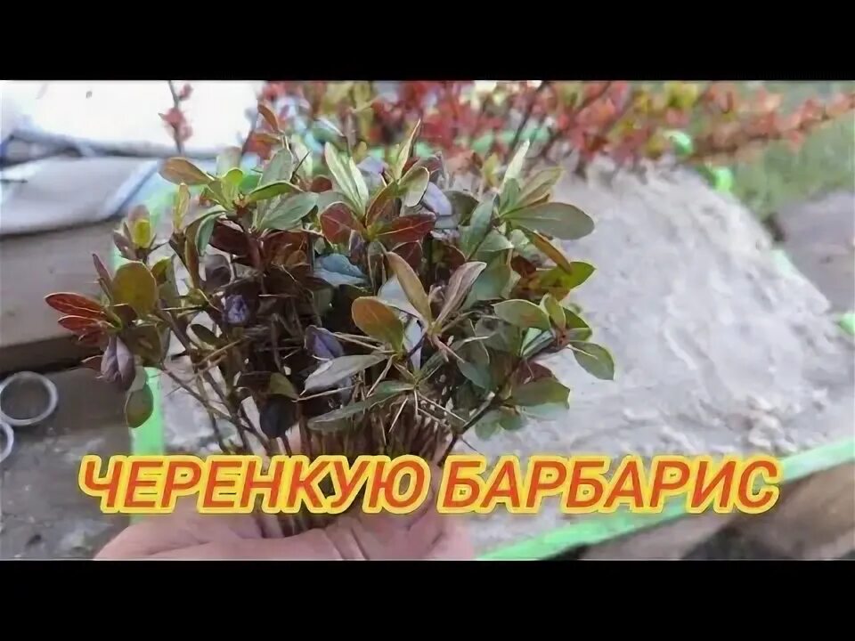 Как размножить барбарис тунберга черенками. Как размножить барбарис тунберга черенками