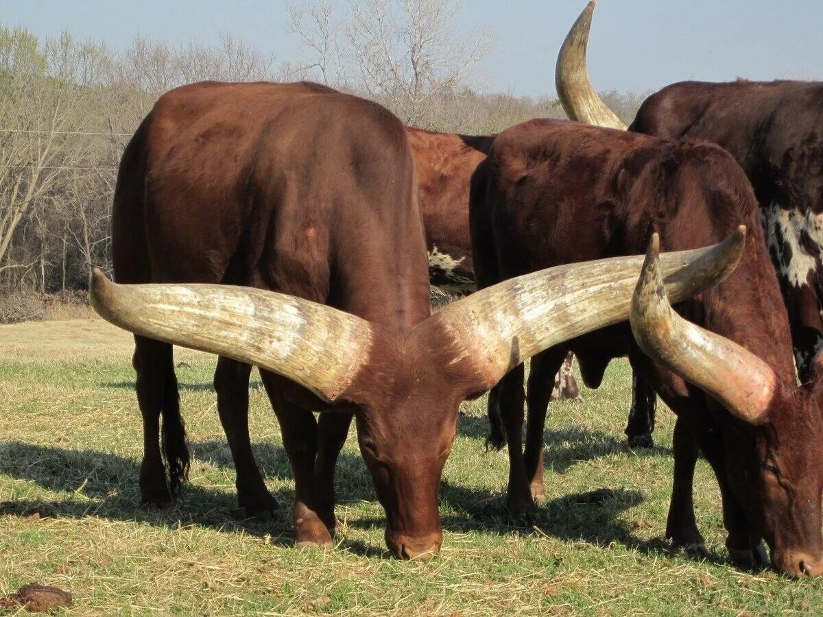 Бой Быков ватусси. Ватусси дикий бык. Африканская корова ватусси. Ватусси племя. У коровы есть рога
