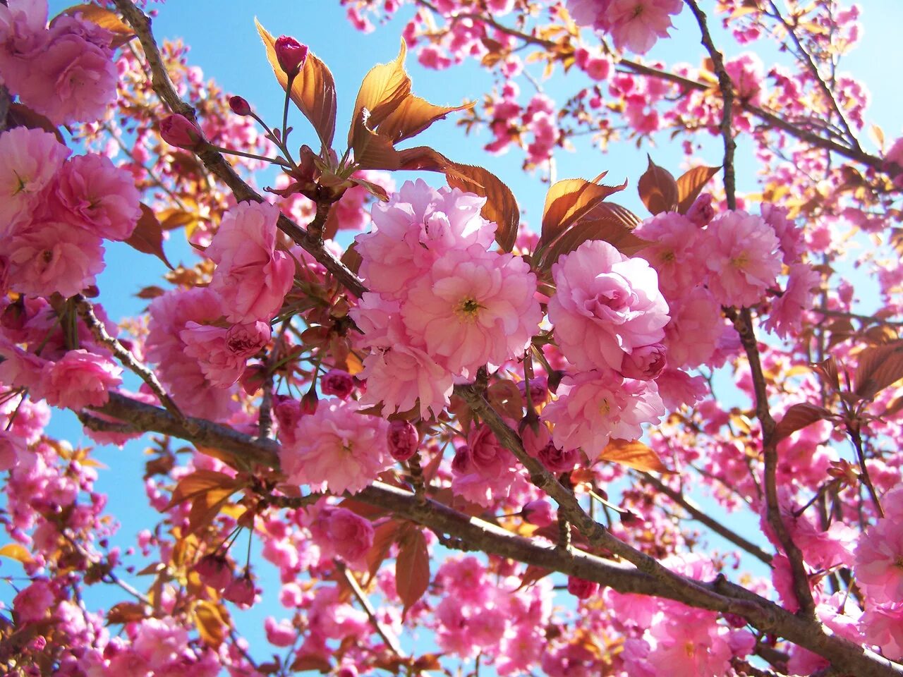 Сакура хан. Фестиваль цветения Сакуры «Ханами». Ханами праздник цветения Сакуры. Ханами в Японии. Праздник цветения вишни Сакуры в Японии.
