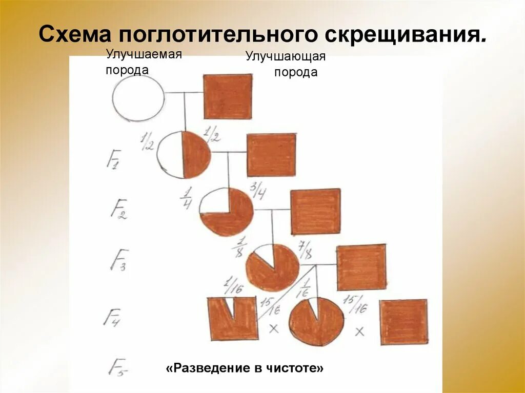 Схема различных типов скрещивания поглотительное. Поглотительное скрещивание коз схема. Поглотительное скрещивание в животноводстве схема. Схема вводного скрещивания.