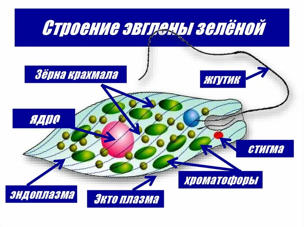 Какой органоид у эвглены зеленой. Строение клетки эвглены зеленой. Эвглена зеленая строение мембрана. Структуры клетки зелёной эвглены. Эвглена зеленая строение.