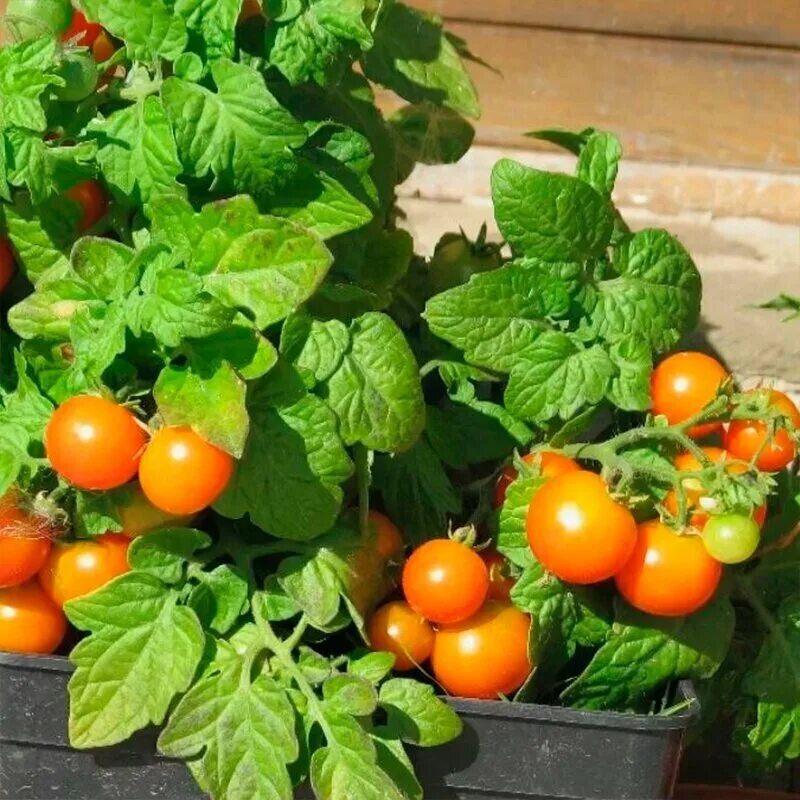 томат пиноккио (комнатный). горшечные томаты. томат черри балконное чудо. томаты микро черри. помидоры черри ред f1.