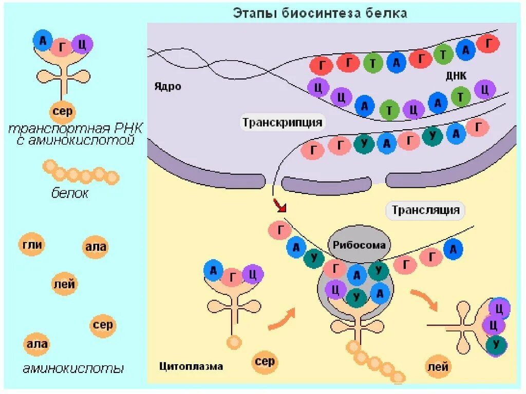 Этапы синтеза белка схема. Процесс транскрипции в синтезе белка. Синтез белка транскрипция и трансляция.