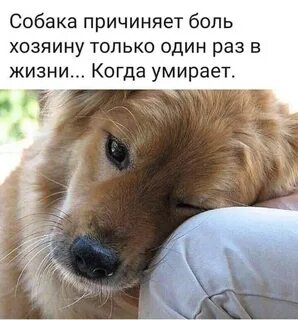 1 раз собака