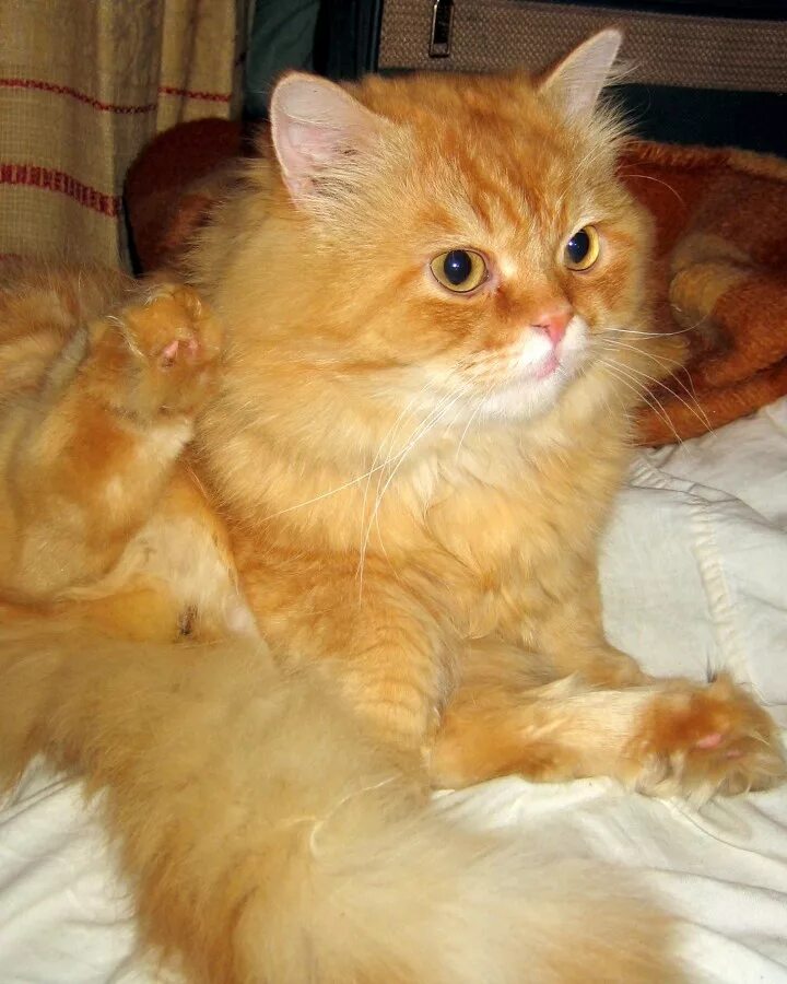 рыжий персик