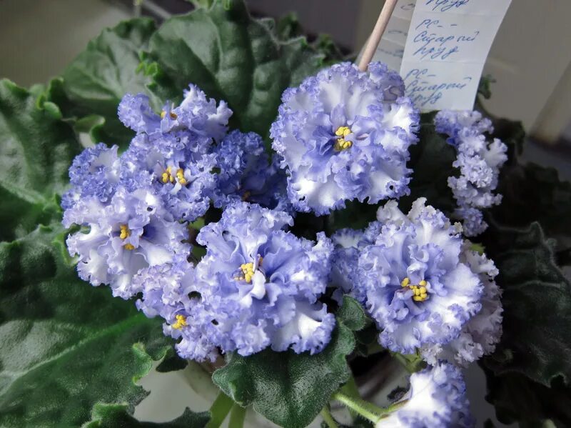 Фиалка skagit tiny limelite. Фиалка морская тайна. Фиалка узамбарская пересадка. Хумако изабель фиалка. Зачистка стволика фиалки.