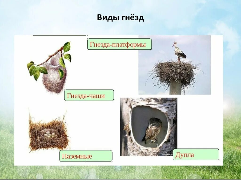 Тип гнезда. Виды гнезд птиц. гнёзда птиц с названиями. виды гнезд птиц для детей. гнезда разных видов птиц.