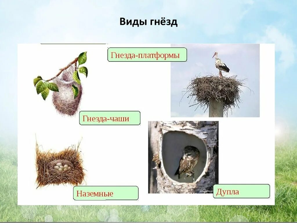 Гнезда птиц названия. Виды гнезд. Виды гнезд птиц. Разновидности птичек гнёзд. Виды птичьих гнезд.