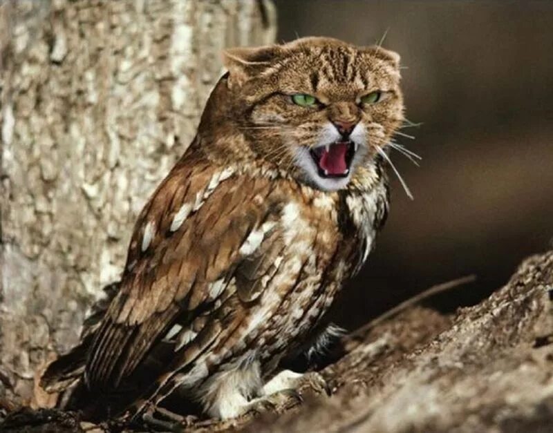 Птица коша. Птица коша. Пернатая кошка. Кошка сова. Гибриды животных.
