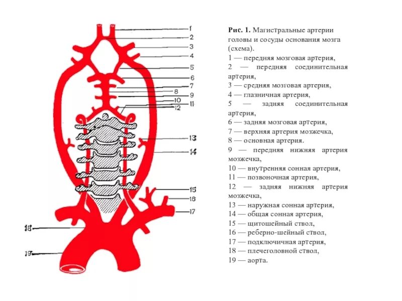 Артерии основания мозга. Артерии головного мозга схема. Магистральные артерии головного мозга схема. Артерии питающие головной мозг схема. Кровоснабжение головного мозга артерии.