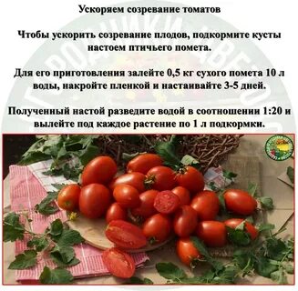 Через сколько созревают помидоры