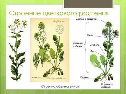 Признаки диких