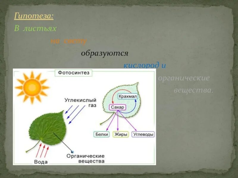 При дыхании растений образуются органические вещества. Схема процесса фотосинтеза. Фотосинтез листа схема. Общая схема фотосинтеза. Процесс фотосинтеза в листе.