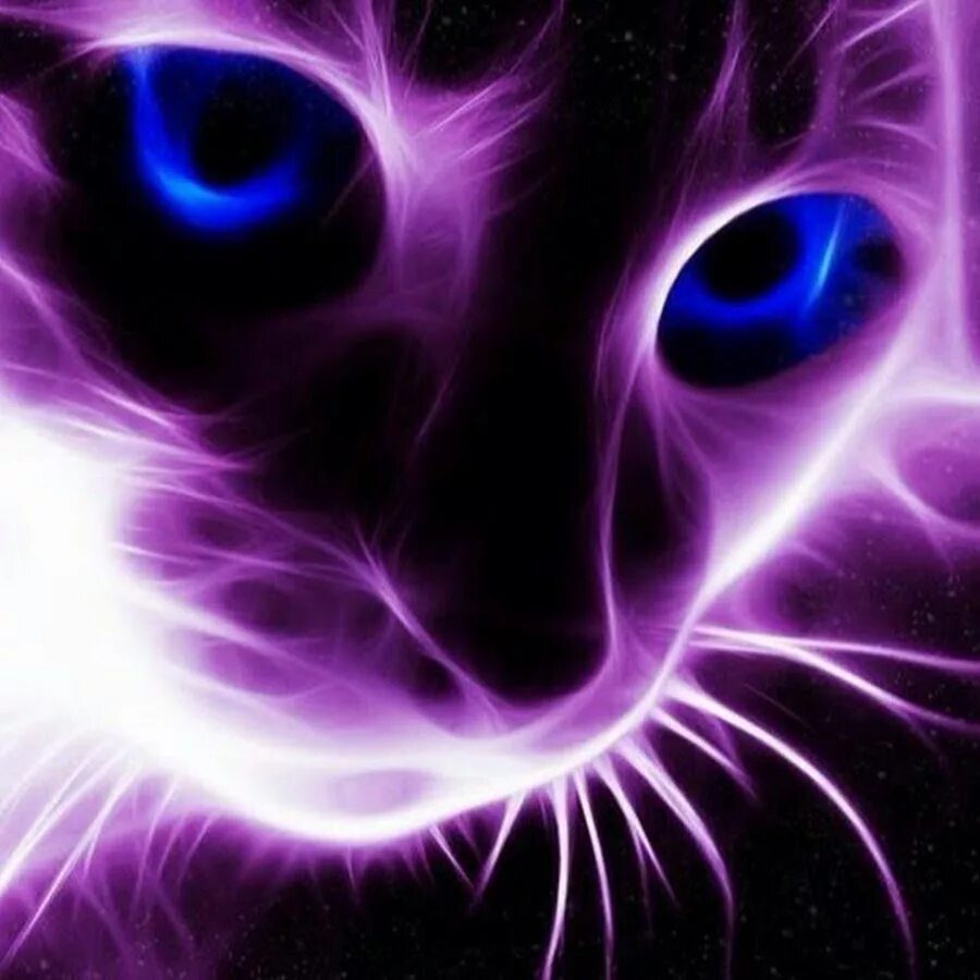 Фиолетовый кот. Фиолетовая кошка. Неоновая кошка. Фиолетовые авы. Авы кис