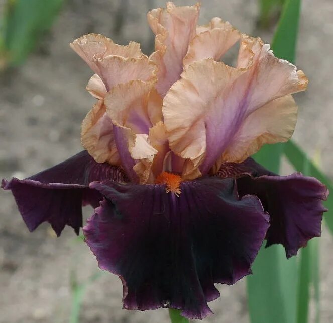 ирис (растение). ирис н. ирис н. ирис н. ирис нэйплс iris naples.