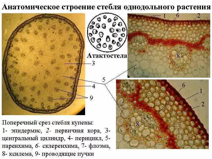 Однодольные растения ткани. Первичное Анатомическое строение стебля однодольных растений. Первичное строение стебля однодольных. Строение стебля однодольного травянистого растения. Строение стебля однодольного растения кукурузы.