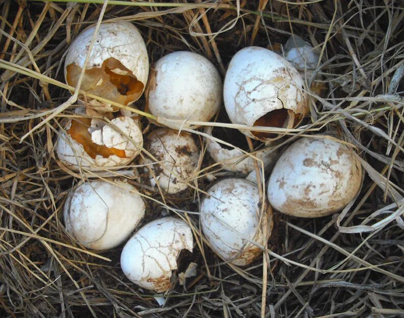 Яйца ужа фото. Змеиные яйца. Яйца змеи гадюки. Яйца гадюки обыкновенной. Яйца яйца гадюки яйца гадюки.