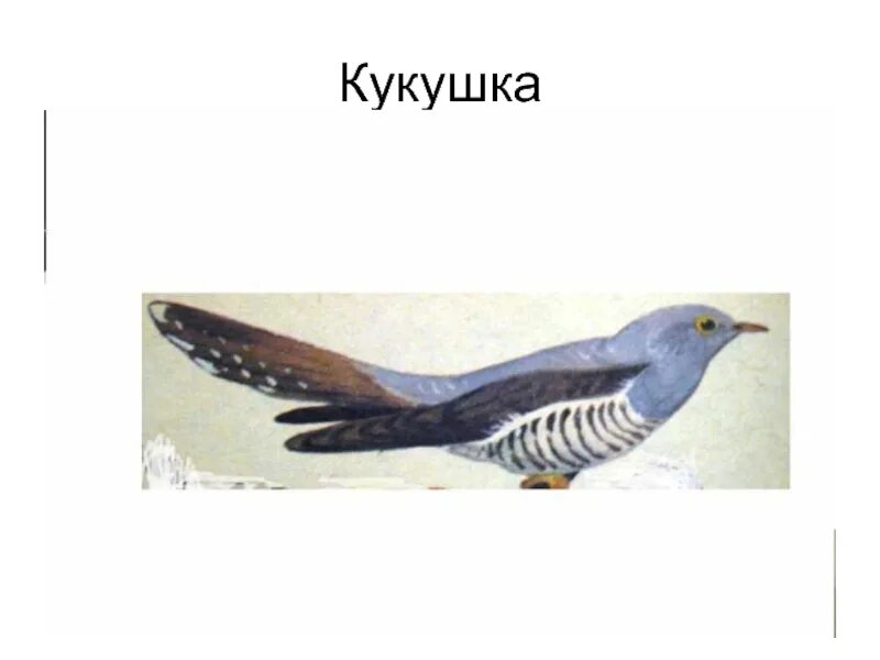 Кукушка по английски. Кукушка самец птица. Кукушка фото птицы. Кукушка звук. Cuculus canorus.