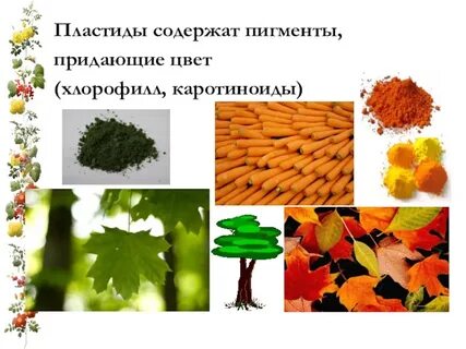 Пигменты пластид