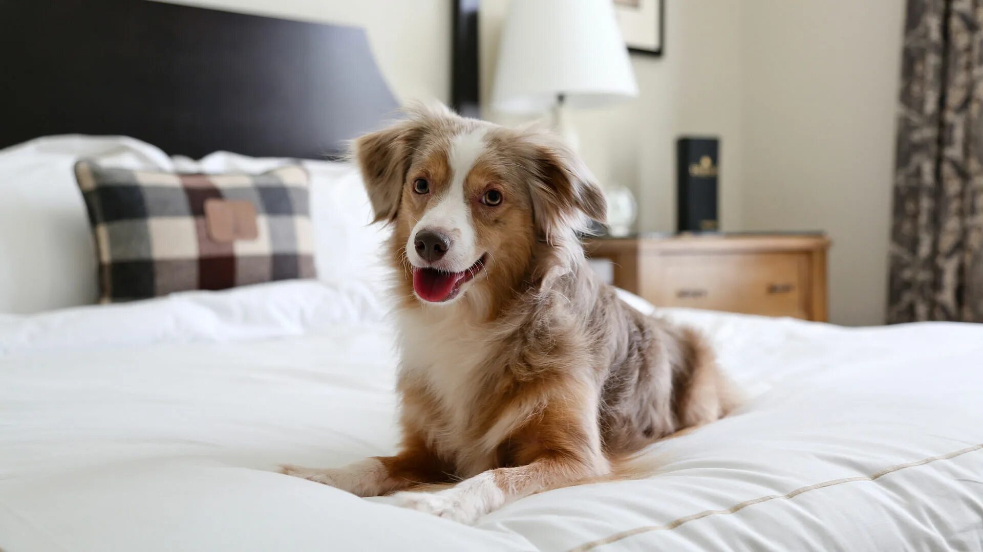 Bedroom dog. Гостиница для собак. Собака в отеле. Животные в гостинице. Проживание в отеле с животными.