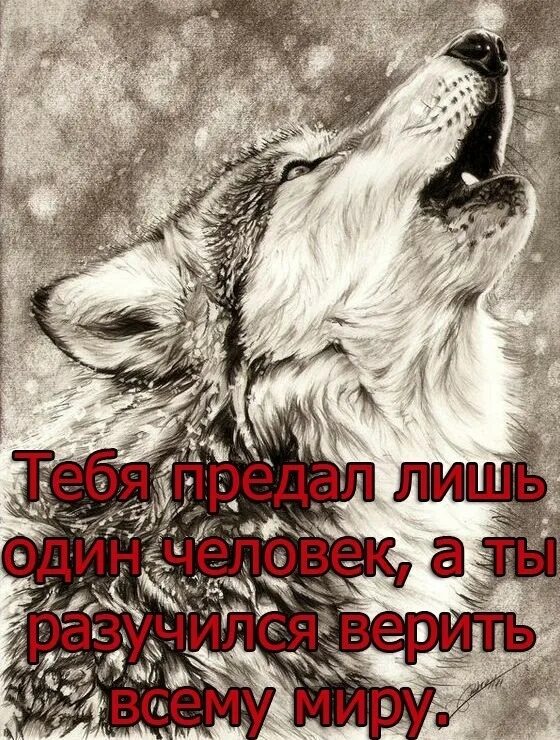 Челнинский зоопарк тулпар разорвали волки. Волк в гипсе из ну погоди. Ну погоди волк с рыбой. Полярный волк московский зоопарк. Сломал волк.