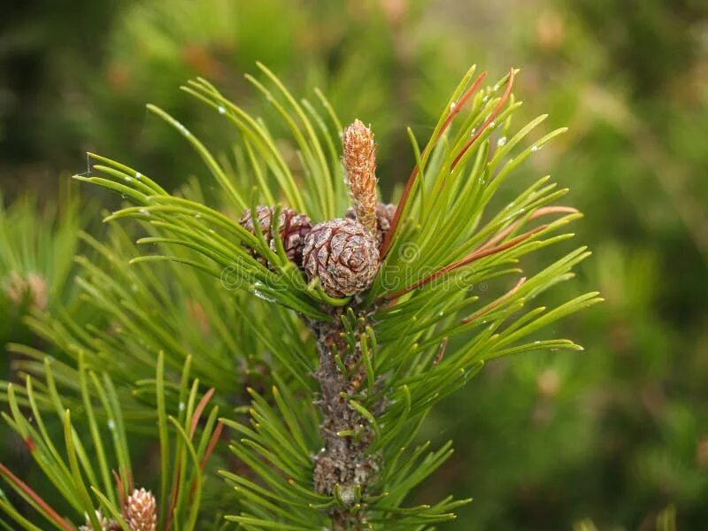 Pine up