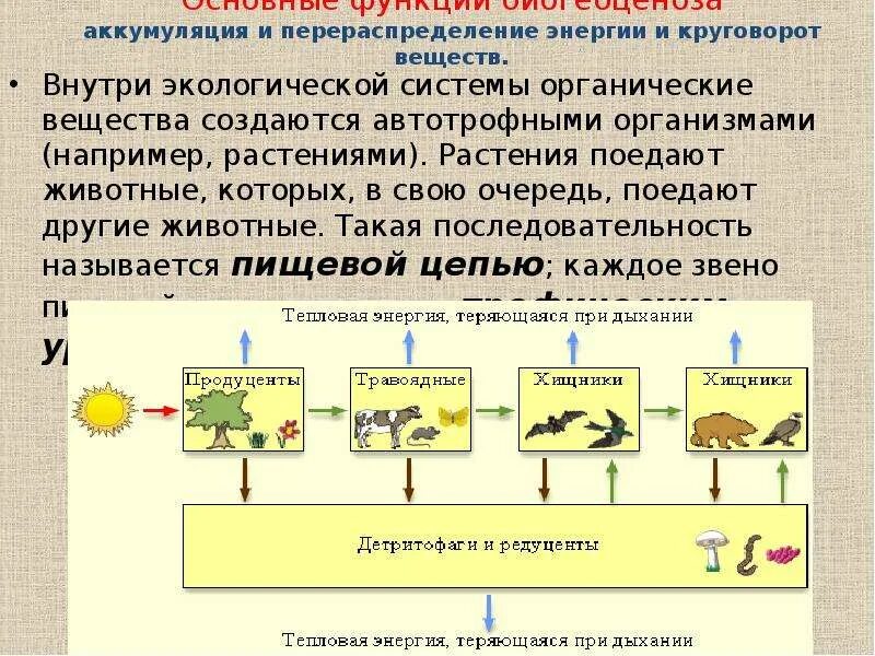 Потребляют органические вещества запасенные продуцентами. Круговорот веществ и энергии в экосистемах. Круговорот органических веществ. Круговорот  органического вещества и энергии. Круговорот энергии в экосистеме.