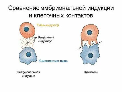 Индукция это от общего