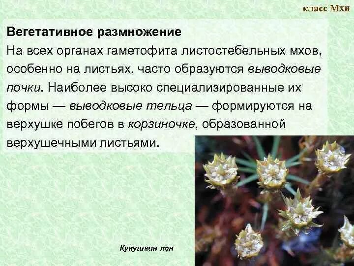 Вегетативные органы зеленого мха. Вегетативные органы мхов это. Вегетативные органы мхов это. Вегетативные органы мхов это. Вегетативные органы мхов это.