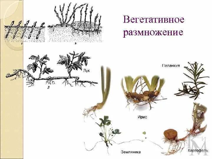 Формы вегетативного размножения примеры. Вегетативное бесполое размножение схема. Бесполое размножение вегетативное. Способы бесполого размножения вегетативное размножение. Бесполое размножение усами.