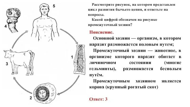 Личинка в промежуточном хозяине. Цикл бычьего цепня рисунок. Бычий цепень жизненный цикл. Цикл развития бычьего цепня схема. Жизненный цикл бычьего цепня.