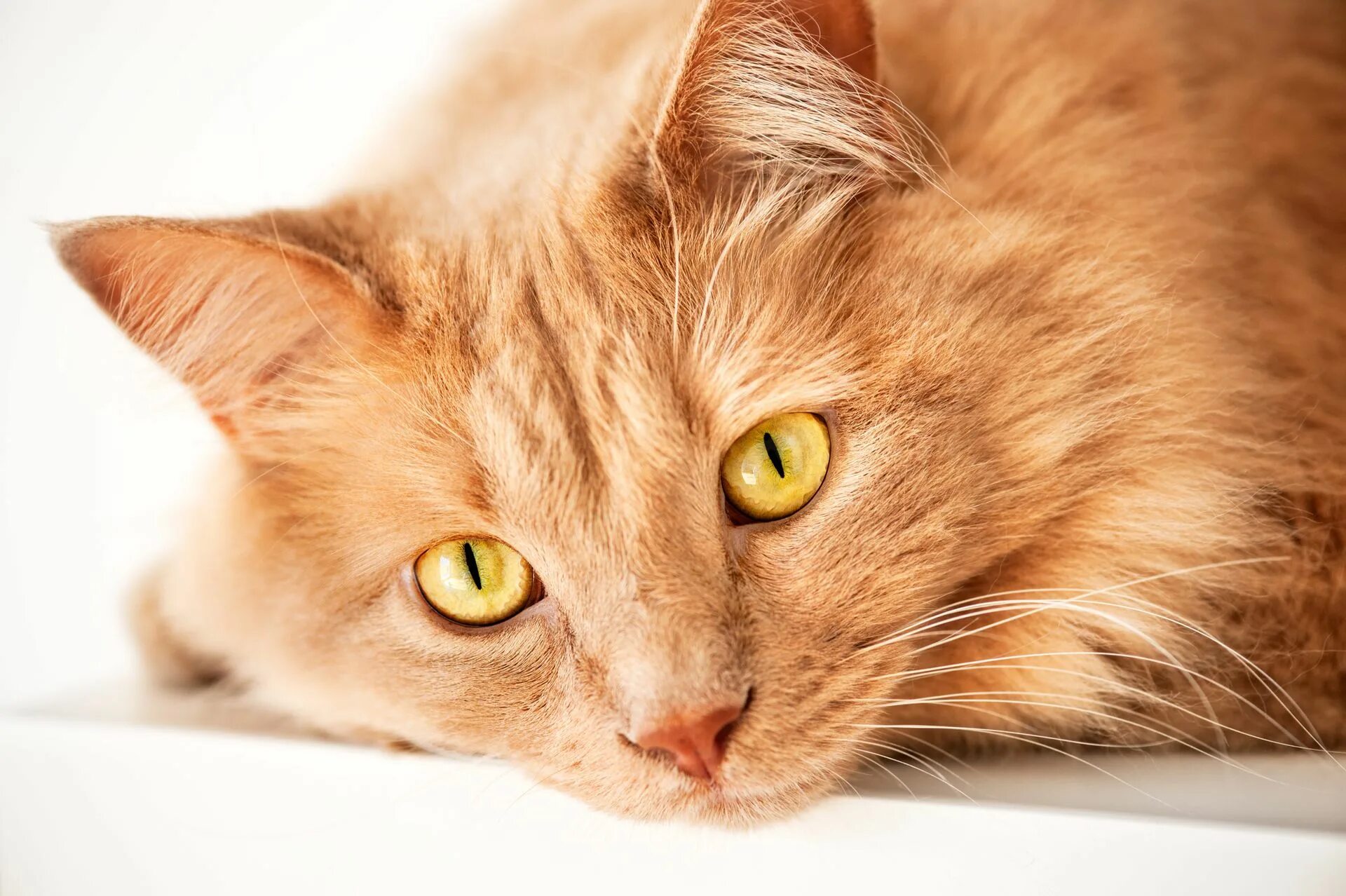 Кошечка желтая. Рыжая кошка. Светло рыжая кошка. Рыжий кот с желтыми глазами. Рыжая кошка с желтыми глазами.
