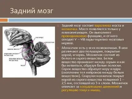 Задний мост и мозжечок функции