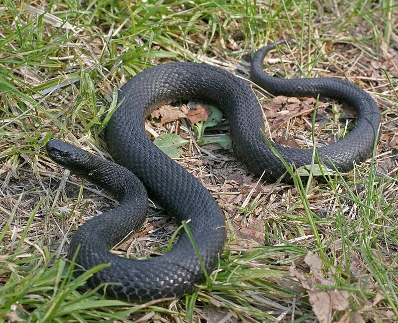 Змей астрахани. Гадюка Никольского (Vipera nikolskii). Змея гадюка Никольского. Гадюка Никольского Поволжье. Гадюка меланист.