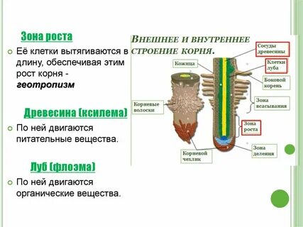 Особенности строения клеток зоны роста