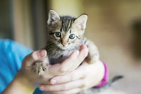 My kitten