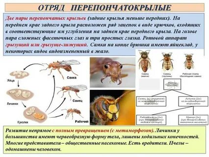 Пчела полное или неполное