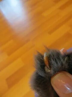 Коготь на подушечке