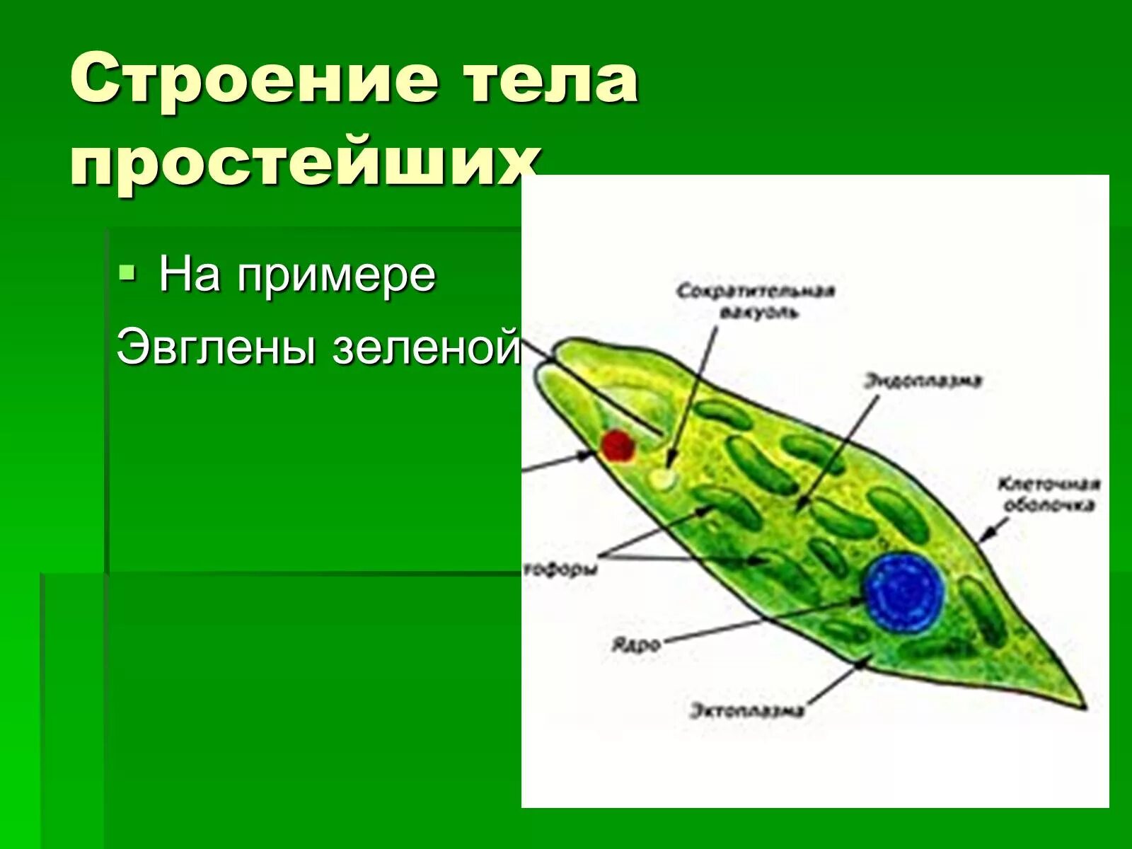 Эвглена зеленая строение одноклеточных. Эвглена зеленая строение. Эвглена зеленая пластиды. Строение тела простейших.