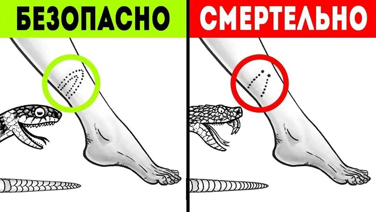 Может их спасти от чего. Советы которые могут спасти жизнь. советы которые спасут жизнь. факты которые могут спасти жизнь. факты которые спасут жизнь.