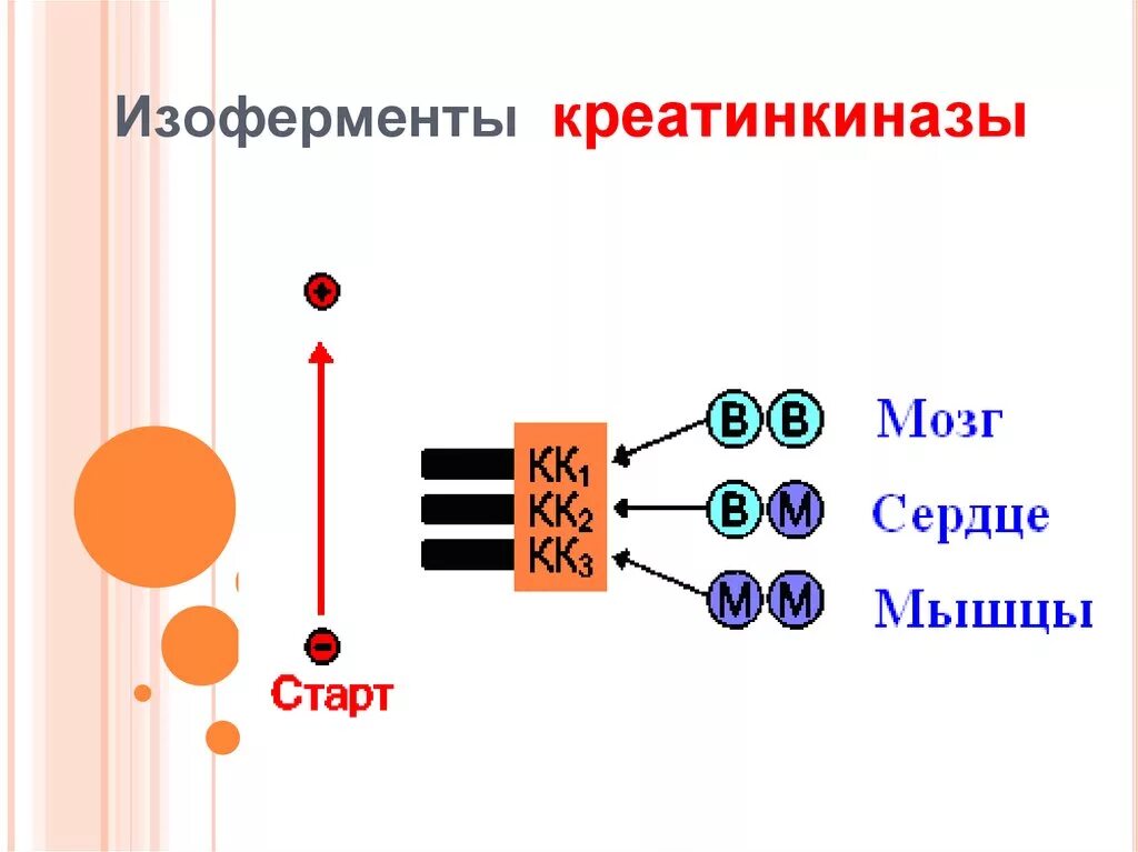 Кк общий. Изоферменты лактатдегидрогеназы биохимия. Изофермент МВ-КФК. Изоферменты КК. Изоферменты креатинкиназы.