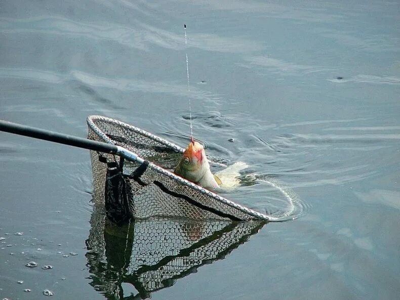 Рыбак подсекает рыбу. Рыбак на рыбалке. Рыба на крючке. Щука из лунки. Вытащил рыбу.