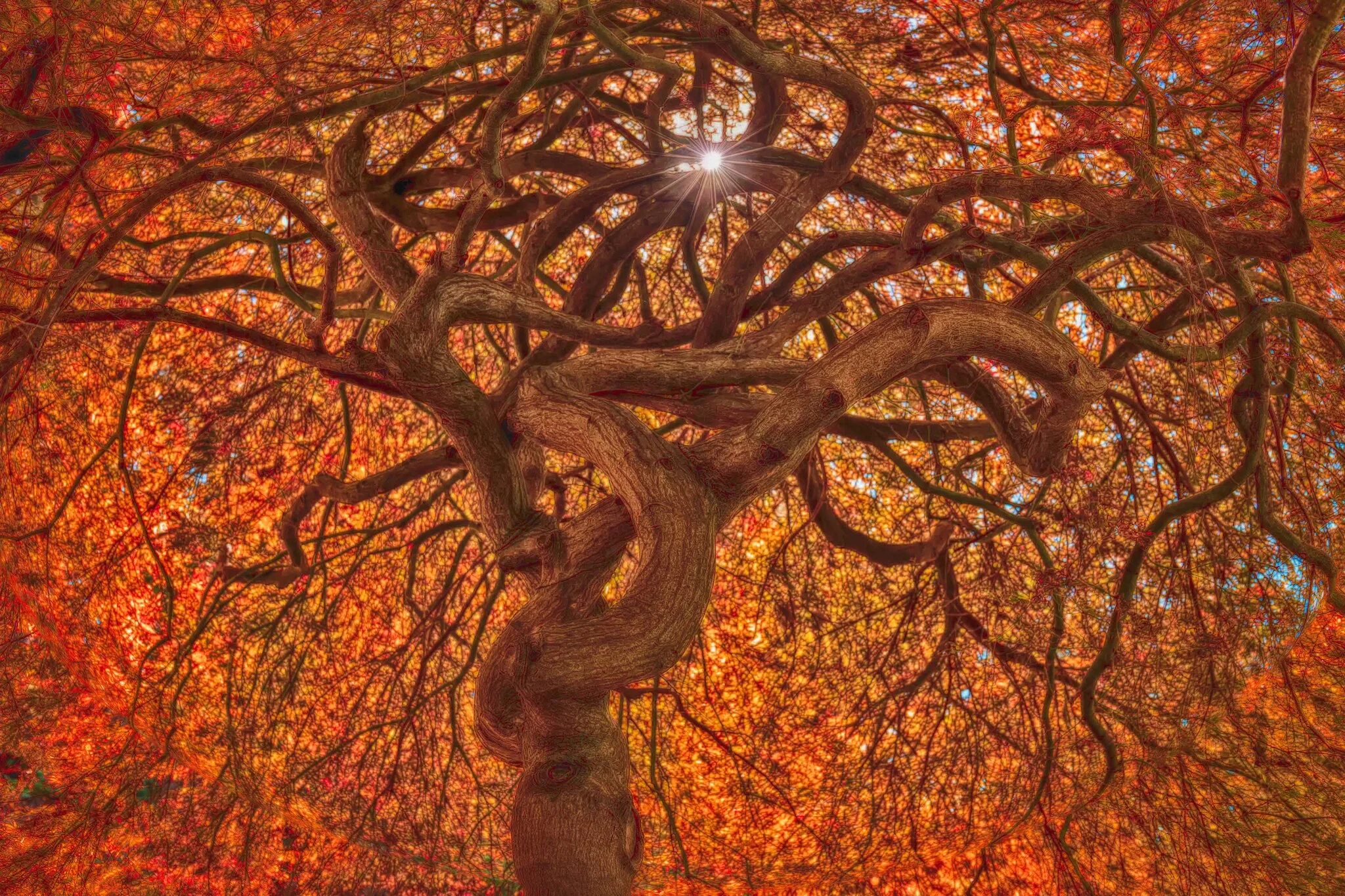 Tree fall