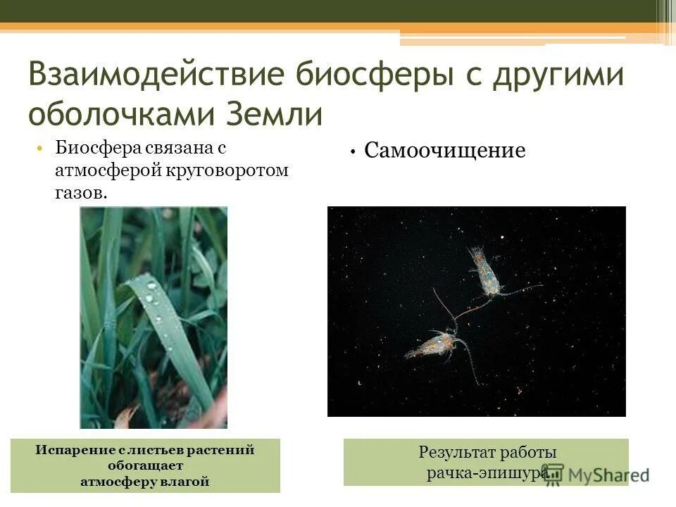 Урок биосфера земная оболочка 6 класс. Взаимодействие биосферы с другими оболочками земли. Взаимосвязь биосферы с другими оболочками земли. Схема связь биосферы с другими. Взаимосвязь атмосферы с другими оболочками земли.