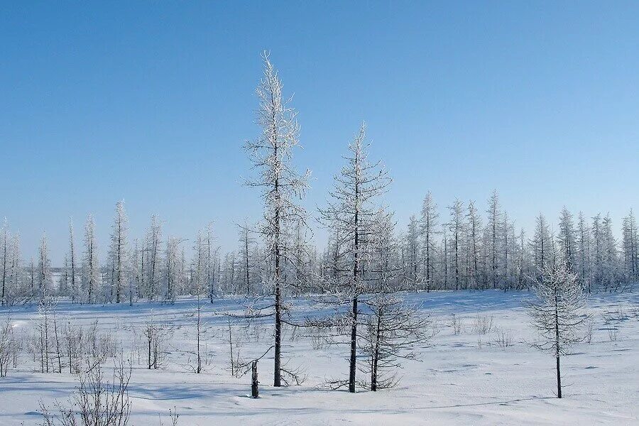 Лесотундра Якутии. Лесотундра Республики Коми. Тундра Анабар. Тундра Якутии.