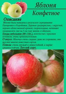 Яблоня конфетная описание отзывы