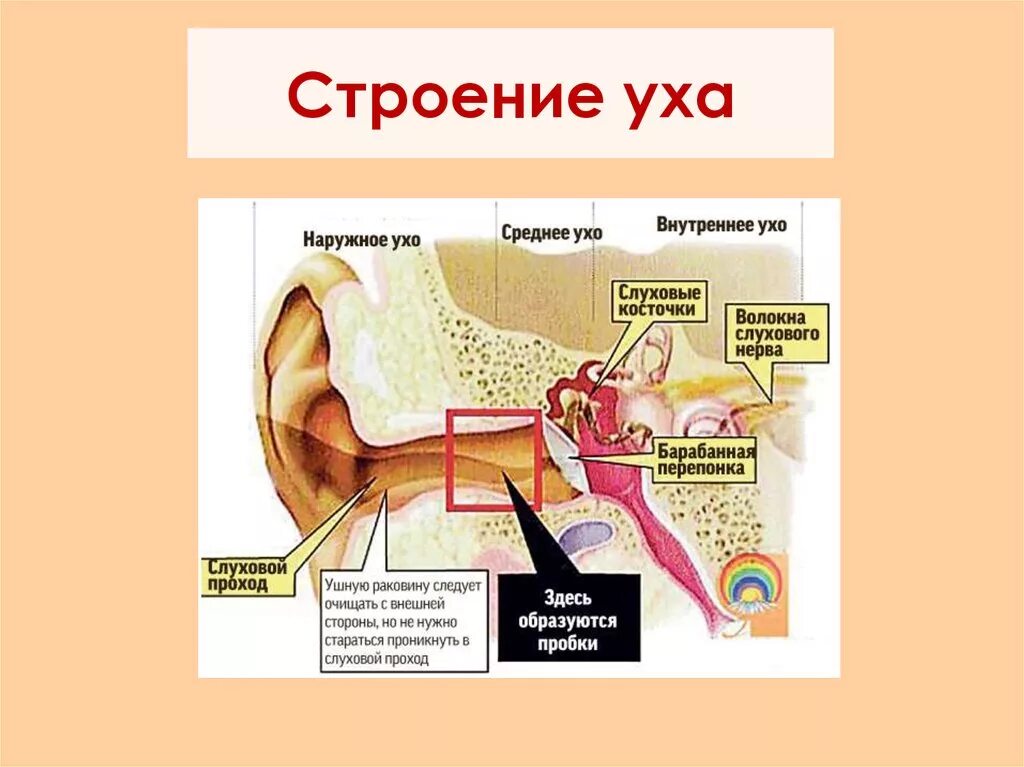 Какого строение ухо. Схема строения наружного среднего и внутреннего уха. наружное ухо среднее ухо внутреннее ухо строение. строение уха наружное среднее внутреннее. строение среднего уха схема.